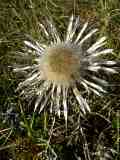 Carlina vulgaris