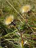 Carlina vulgaris