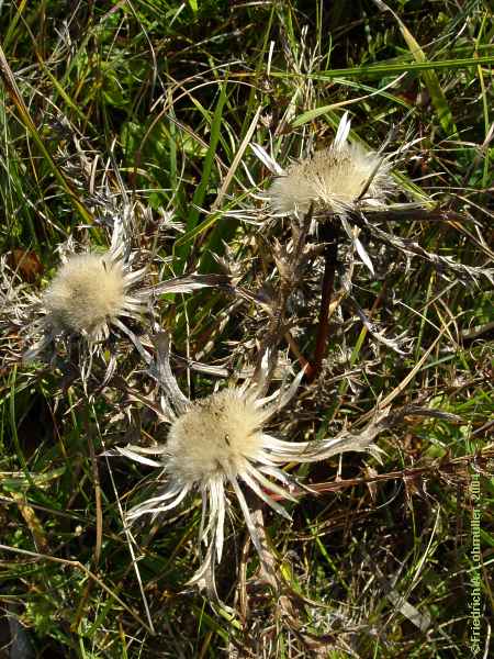 Carlina vulgaris - carline thistle - Golddistel