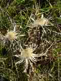 Carlina acaulis