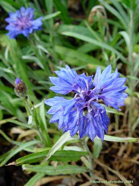 Centaurea cyanus