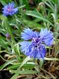 Centaurea cyanus