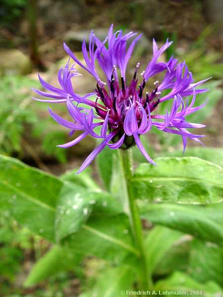 Centaurea montana