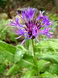 Centaurea montana