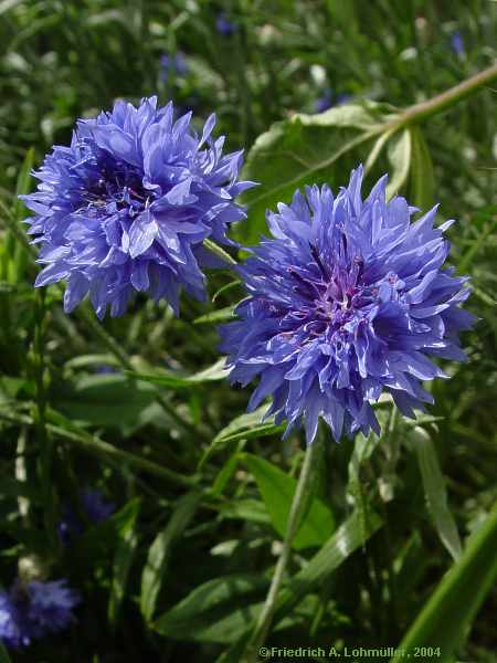 Centaurea cyanus