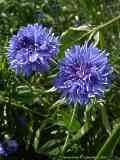 Centaurea cyanus