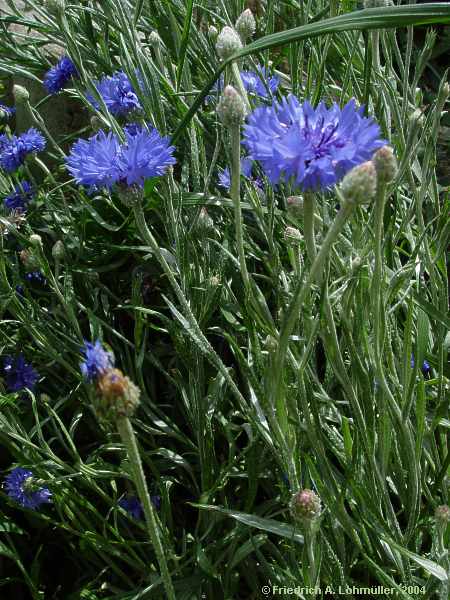 Centaurea cyanus