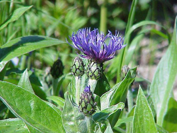 Centaurea montana