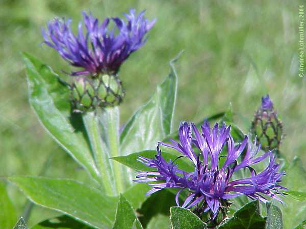 Centaurea montana