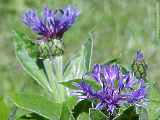 Centaurea montana