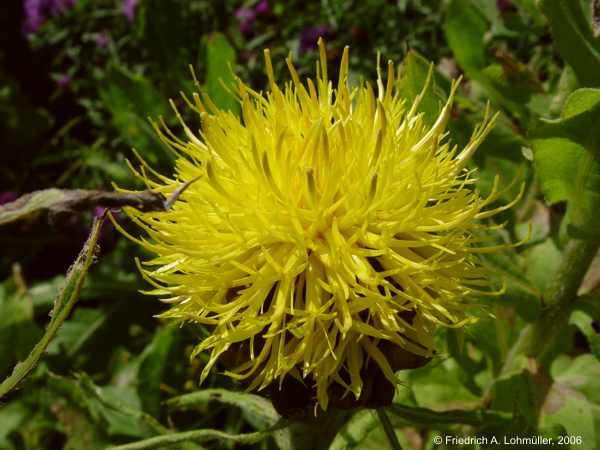 Centaurea macrocephala