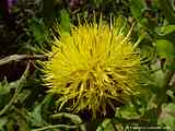 Centaurea macrocephala