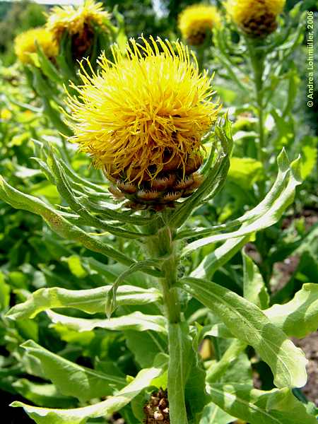 Centaurea macrocephala