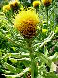 Centaurea macrocephala