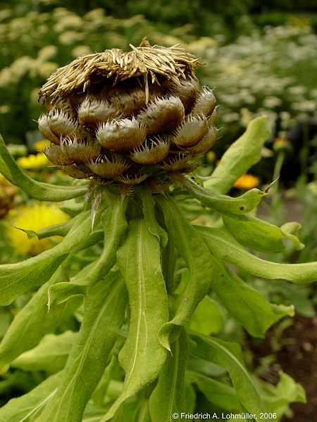 Centaurea macrocephala