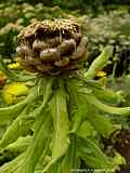 Centaurea macrocephala