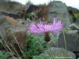 Centaurea simplicicaulis