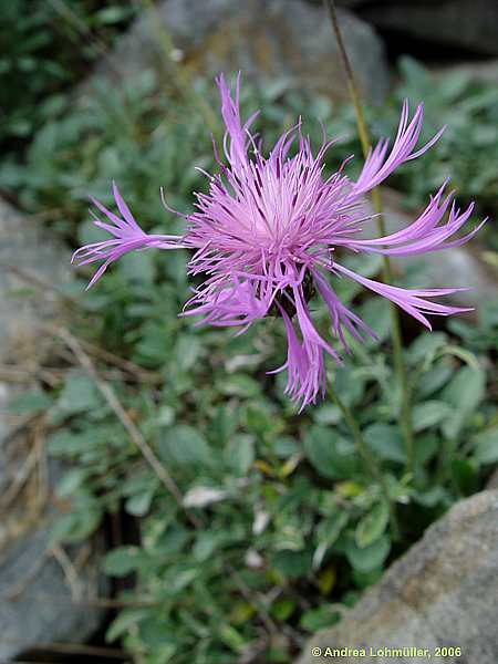 Centaurea simplicicaulis