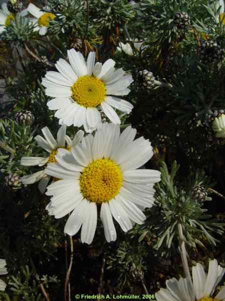 Chrysanthemum hosmariense