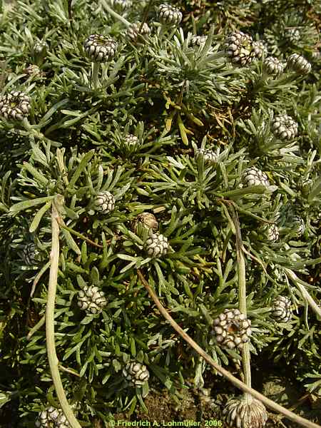 Chrysanthemum hosmariense