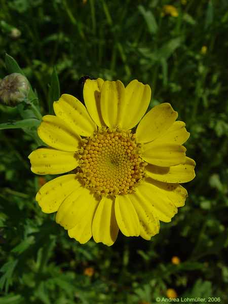 Chrysanthemum segetum