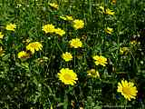 Chrysanthemum segetum