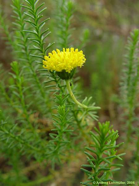 Chrysocoma ciliata, Chrysocoma tenutifolia