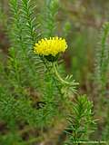 Chrysocoma ciliata, Chrysocoma tenutifolia