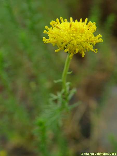 Chrysocoma tenutifolia