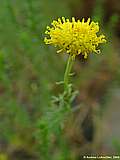 Chrysocoma ciliata, Chrysocoma tenutifolia