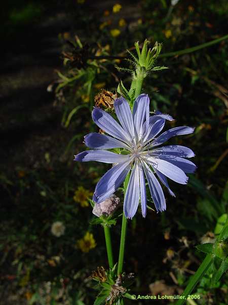 Cichorium intybus