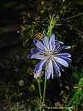 Cichorium intybus