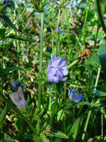 Cichorium intybus