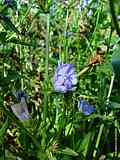 Cichorium intybus