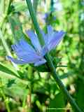 Cichorium intybus