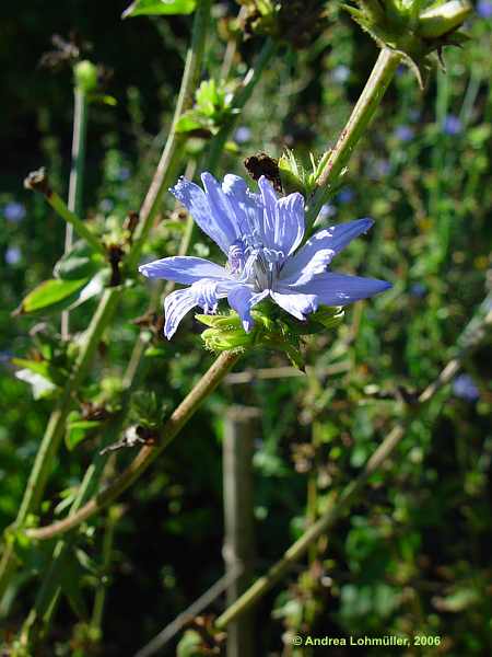 Cichorium intybus