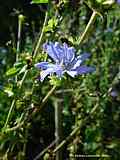 Cichorium intybus