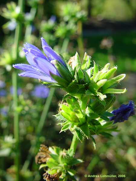 Cichorium intybus