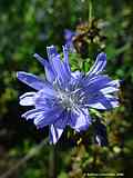 Cichorium intybus