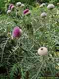 Cirsium acaulon