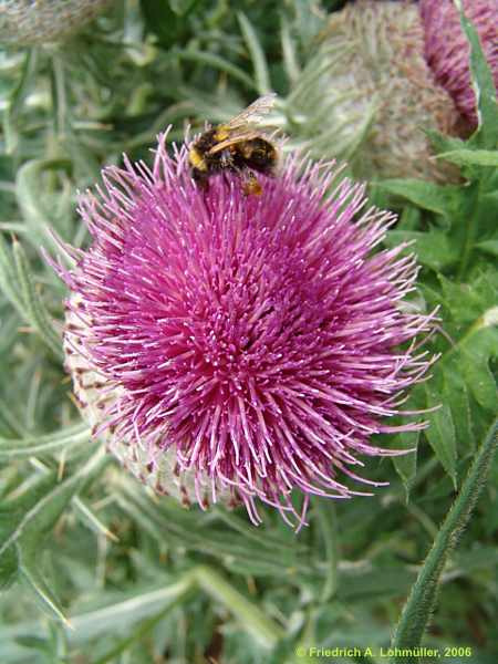 Cirsium acaulon