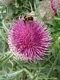 Cirsium acaulon