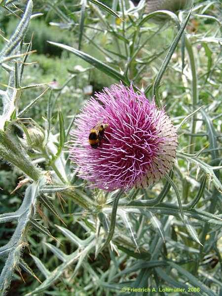 Cirsium acaulon