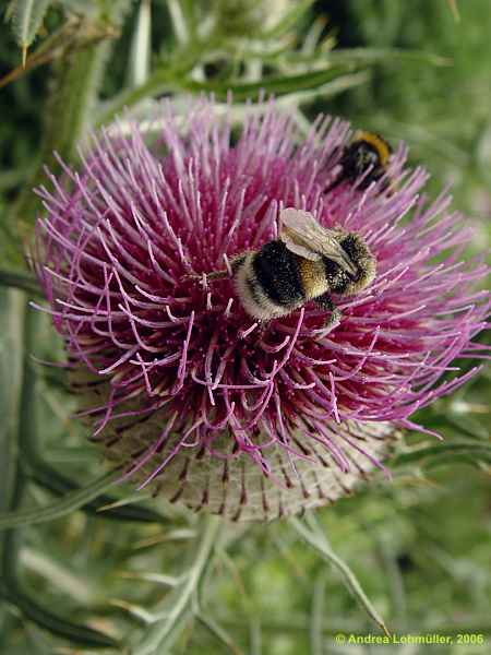 Cirsium acaulon