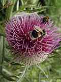 Cirsium acaulon