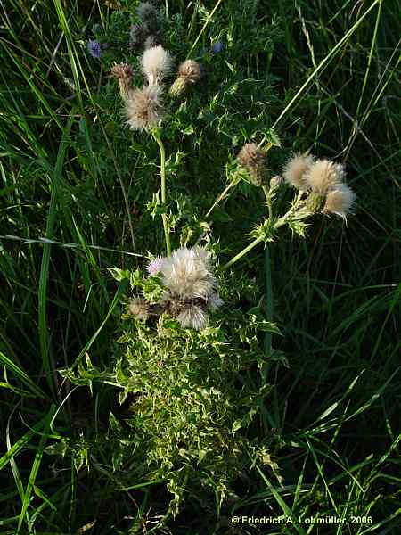 Cirsium arvense