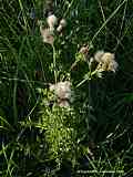 Cirsium arvense