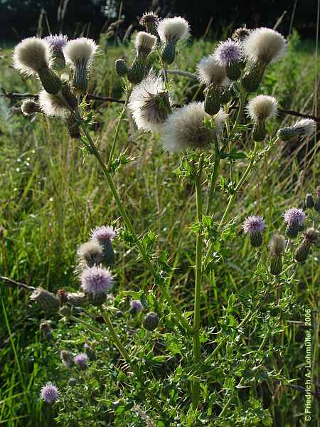 Cirsium arvense