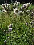 Cirsium arvense