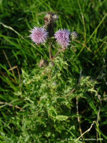 Cirsium arvense